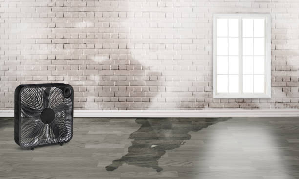 Best Sewage cleanup and water damage restoration  in Ridgewood, IL